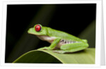 Red Eyed Tree Frog, Costa Rica by Anonymous