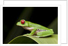 Red Eyed Tree Frog, Costa Rica by Anonymous