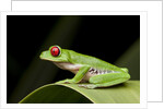 Red Eyed Tree Frog, Costa Rica by Anonymous