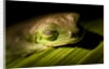 Red Eyed Tree Frog, Costa Rica by Anonymous