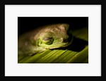Red Eyed Tree Frog, Costa Rica by Anonymous