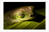Red Eyed Tree Frog, Costa Rica by Anonymous