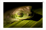 Red Eyed Tree Frog, Costa Rica by Anonymous