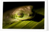 Red Eyed Tree Frog, Costa Rica by Anonymous