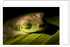 Red Eyed Tree Frog, Costa Rica by Anonymous
