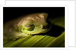 Red Eyed Tree Frog, Costa Rica by Anonymous