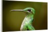 Hummingbird, Costa Rica by Anonymous