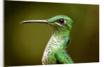 Hummingbird, Costa Rica by Anonymous