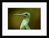 Hummingbird, Costa Rica by Anonymous