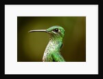 Hummingbird, Costa Rica by Anonymous