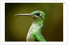 Hummingbird, Costa Rica by Anonymous
