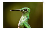 Hummingbird, Costa Rica by Anonymous