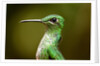 Hummingbird, Costa Rica by Anonymous