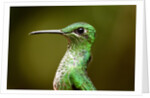 Hummingbird, Costa Rica by Anonymous