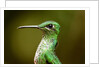 Hummingbird, Costa Rica by Anonymous