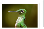 Hummingbird, Costa Rica by Anonymous
