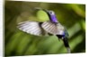 Hummingbird, Costa Rica by Anonymous