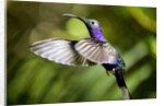 Hummingbird, Costa Rica by Anonymous