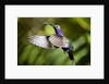 Hummingbird, Costa Rica by Anonymous