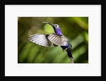 Hummingbird, Costa Rica by Anonymous