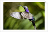 Hummingbird, Costa Rica by Anonymous