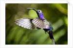 Hummingbird, Costa Rica by Anonymous