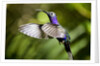 Hummingbird, Costa Rica by Anonymous