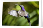 Hummingbird, Costa Rica by Anonymous