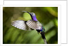 Hummingbird, Costa Rica by Anonymous
