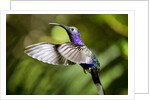 Hummingbird, Costa Rica by Anonymous