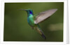 Hummingbird, Costa Rica by Anonymous