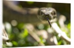 Boa Constrictor Snake, Costa Rica by Anonymous