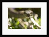 Boa Constrictor Snake, Costa Rica by Anonymous
