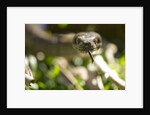 Boa Constrictor Snake, Costa Rica by Anonymous