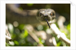 Boa Constrictor Snake, Costa Rica by Anonymous