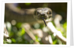 Boa Constrictor Snake, Costa Rica by Anonymous