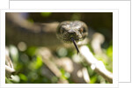 Boa Constrictor Snake, Costa Rica by Anonymous