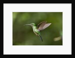 Hummingbird, Costa Rica by Anonymous