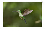 Hummingbird, Costa Rica by Anonymous