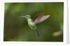 Hummingbird, Costa Rica by Anonymous