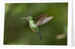 Hummingbird, Costa Rica by Anonymous