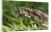 Boa Constrictor Snake, Costa Rica by Anonymous