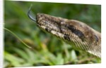Boa Constrictor Snake, Costa Rica by Anonymous