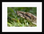 Boa Constrictor Snake, Costa Rica by Anonymous