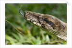 Boa Constrictor Snake, Costa Rica by Anonymous