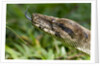 Boa Constrictor Snake, Costa Rica by Anonymous
