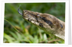 Boa Constrictor Snake, Costa Rica by Anonymous