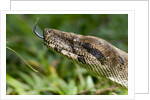 Boa Constrictor Snake, Costa Rica by Anonymous