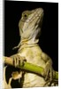 Jesus Lizard, Costa Rica by Anonymous
