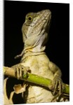 Jesus Lizard, Costa Rica by Anonymous